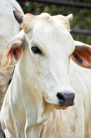 Beef cattle cross between American Brahman breed with native species.の写真素材