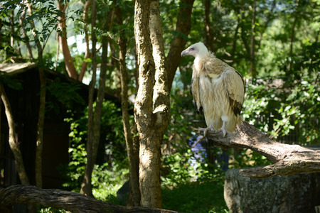 Himalayan griffon vulture standing on a branch looking for prey.の写真素材