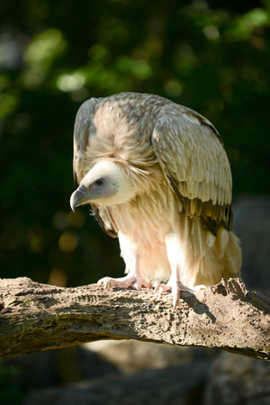 Himalayan griffon vulture standing on a branch looking for prey.の写真素材