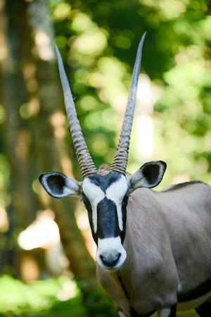 Gemsbok is native to the arid regions of Southern Africa.の写真素材