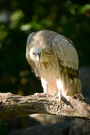 Himalayan griffon vulture standing on a branch looking for prey.の写真素材