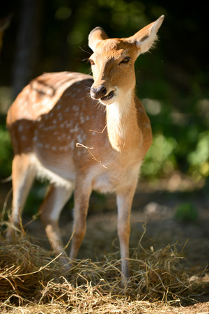 Sika deer or japanese deer were grazing hay.の写真素材