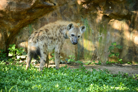 Hyena is exploring areas in its territory.の写真素材