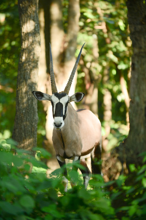 Gemsbok is native to the arid regions of Southern Africa.の写真素材