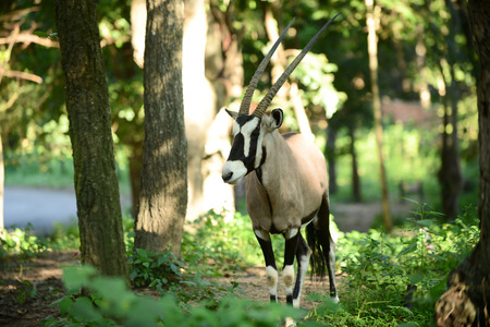 Gemsbok is native to the arid regions of Southern Africa.の写真素材