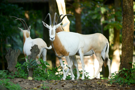 The scimitar oryx was once widespread in northern Africa.の写真素材