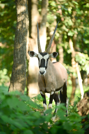 Gemsbok is native to the arid regions of Southern Africa.の写真素材