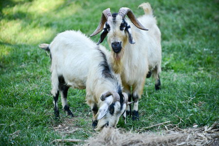 Two black and white goats are fed on the farm are joke.の写真素材