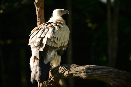 Beautiful feather of brown Himalayan griffon vulture.の写真素材