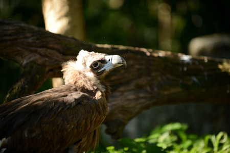 Black Vulture watching something in front of it.の写真素材