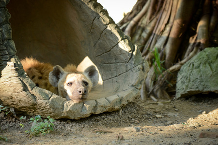 Hyena is distracted while it's sleeping.の写真素材