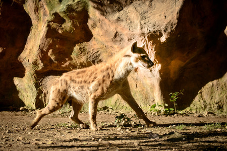 Hyena is exploring areas in its territory.の写真素材