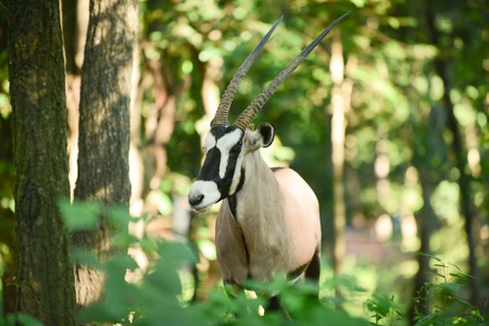 Gemsbok is native to the arid regions of Southern Africa.の写真素材