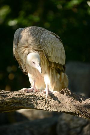 Himalayan griffon vulture standing on a branch looking for prey.の写真素材