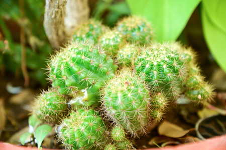 Cactus in the corner of the garden.の写真素材