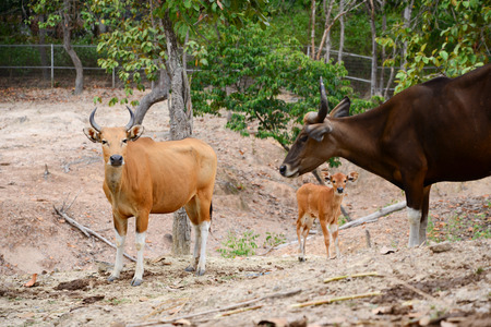 Bantengs live together in groups.の写真素材