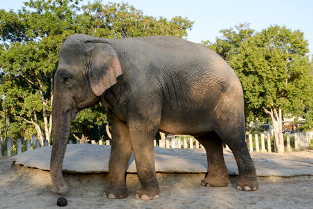 Elephants are intelligent and shrewd.の写真素材