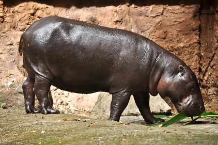 Pygmy hippos are smaller cousins of the hippopotamus.の写真素材