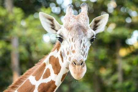 Close up face of young reticulated geraffe.の写真素材
