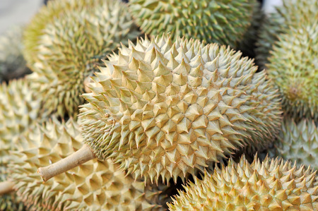 Durian LONG-LIN LAPLAE small durian, but it is delicious.の写真素材