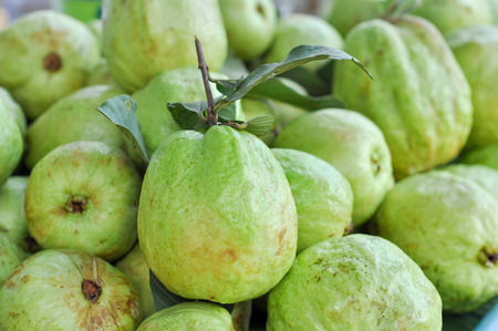 Fresh guava. it is produce from farmer.の写真素材