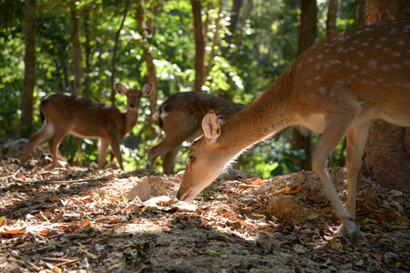 Sika deer're living in the wild.の写真素材