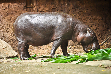 Pygmy hippos are smaller cousins of the hippopotamus.の写真素材