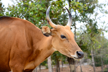 Female banteng has the redの写真素材