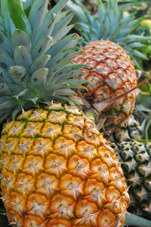 Fresh pineapples from farmersの写真素材
