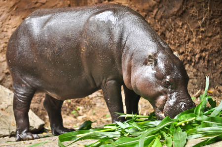 Pygmy hippos are smaller cousins of the hippopotamus.の写真素材