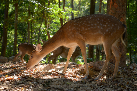 Sika deer're living in the wild.の写真素材