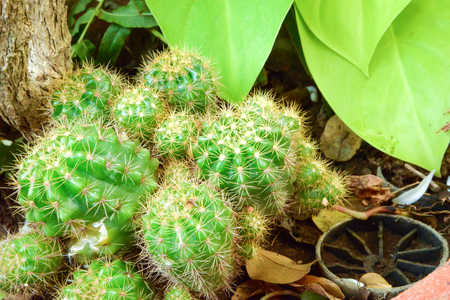 Cactus in the corner of the garden.の写真素材
