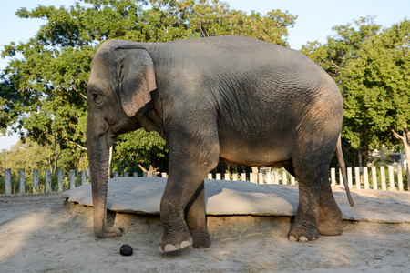 Elephants are intelligent and shrewd.の写真素材