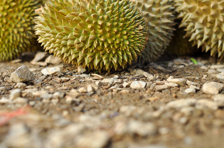 Durian LONG-LIN LAPLAE small durian, but it is delicious.の写真素材