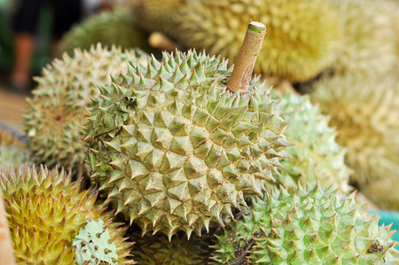 Durian LONG-LIN LAPLAE small durian, but it is delicious.の写真素材