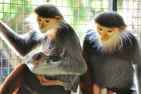 The family of fred-shanked doucs are helping to care for the baby.の写真素材
