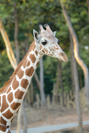 Close up face of young reticulated geraffe.の写真素材