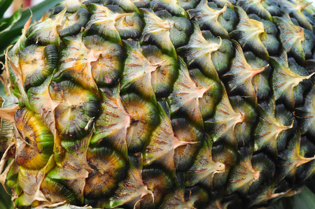 The pattern of the pineapple eyesの写真素材