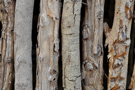 Firewood as a fuel source that is readily available.の写真素材