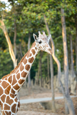 Standing young reticulated giraffe and looking aroundの写真素材