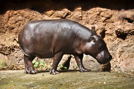 Pygmy hippos are smaller cousins of the hippopotamus.の写真素材