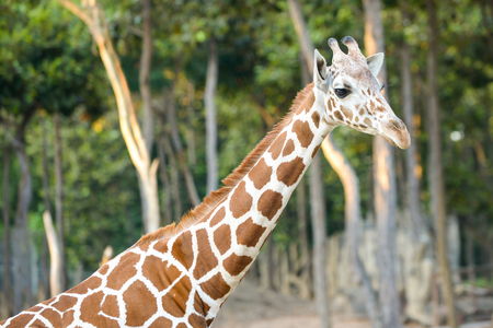 Standing young reticulated giraffe and looking aroundの写真素材