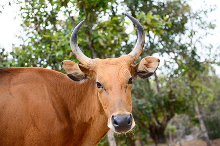Female banteng has the redの写真素材