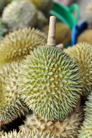 Durian LONG-LIN LAPLAE small durian, but it is delicious.の写真素材