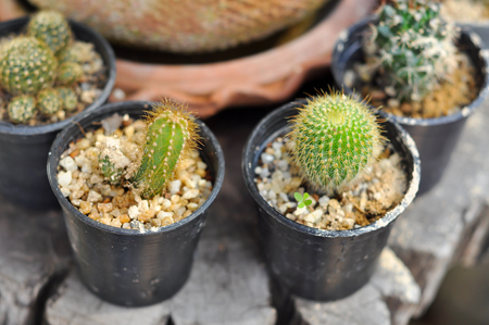 Cactus plant in a black plastic pots.の写真素材