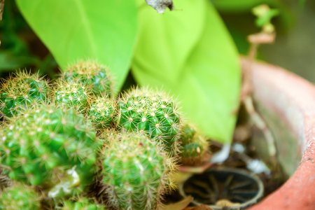 Cactus in the corner of the garden.の写真素材