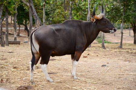 Male banteng has the red to the black.の写真素材