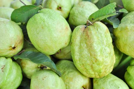 Fresh guava. it is produce from farmer.の写真素材