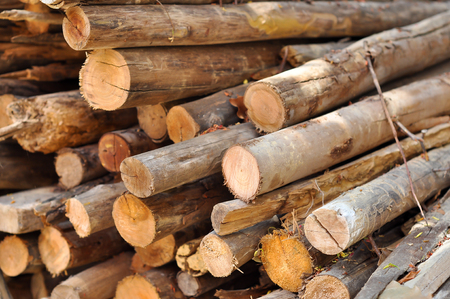 Firewood as a fuel source that is readily available.の写真素材