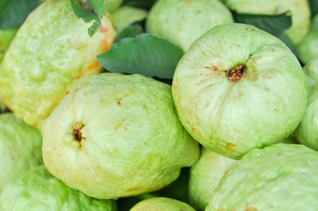 Fresh guava. it is produce from farmer.の写真素材